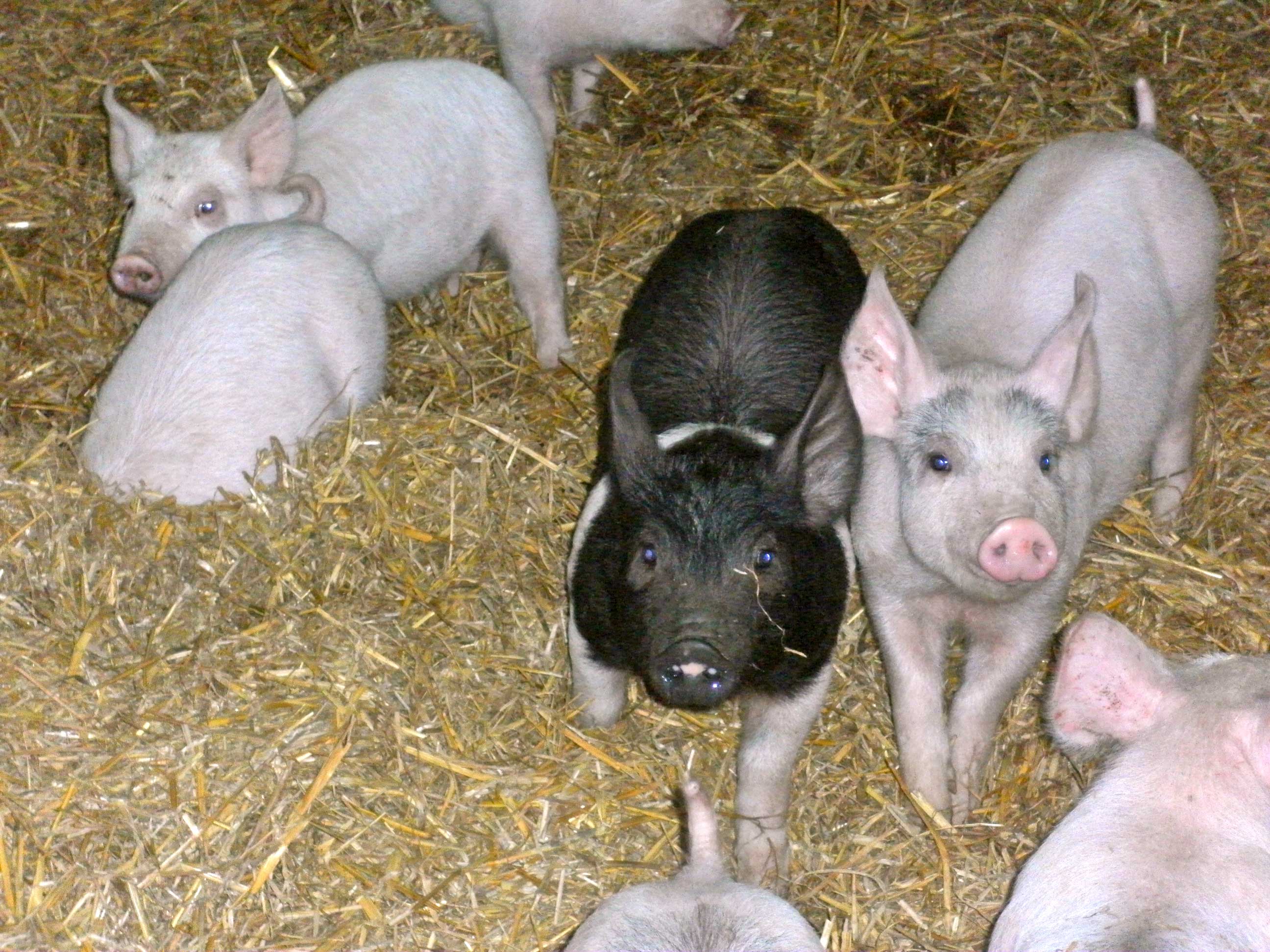 Orchard Hill Farm Holiday Lets with Piglets 